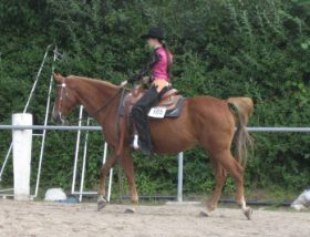 Schutterwald